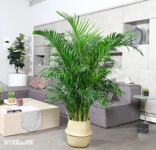 室内植物盆景十大排名(适合干燥的室内养殖的盆栽绿植)-图片5